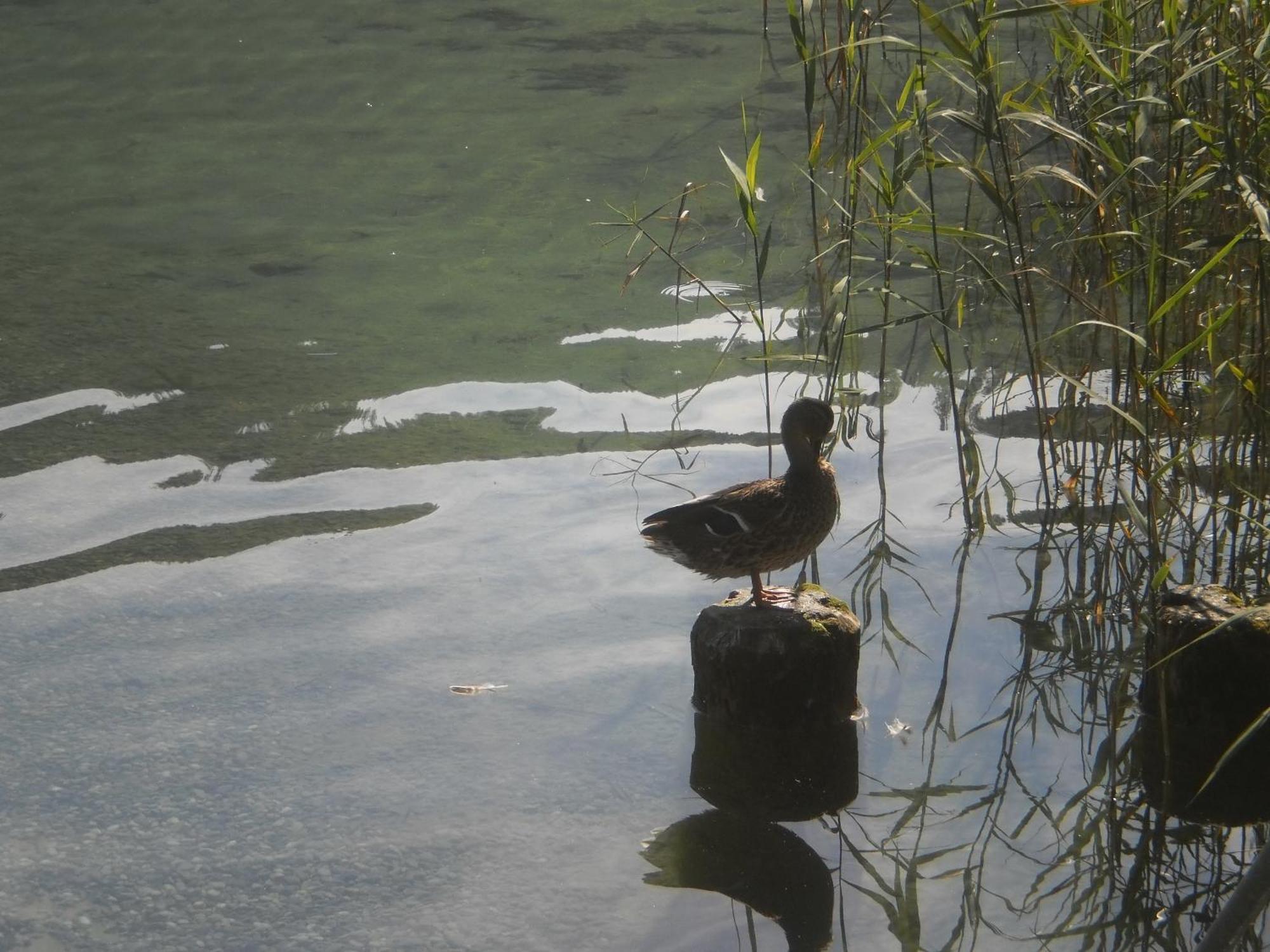 Appartamento Haus Birke Weissensee Esterno foto
