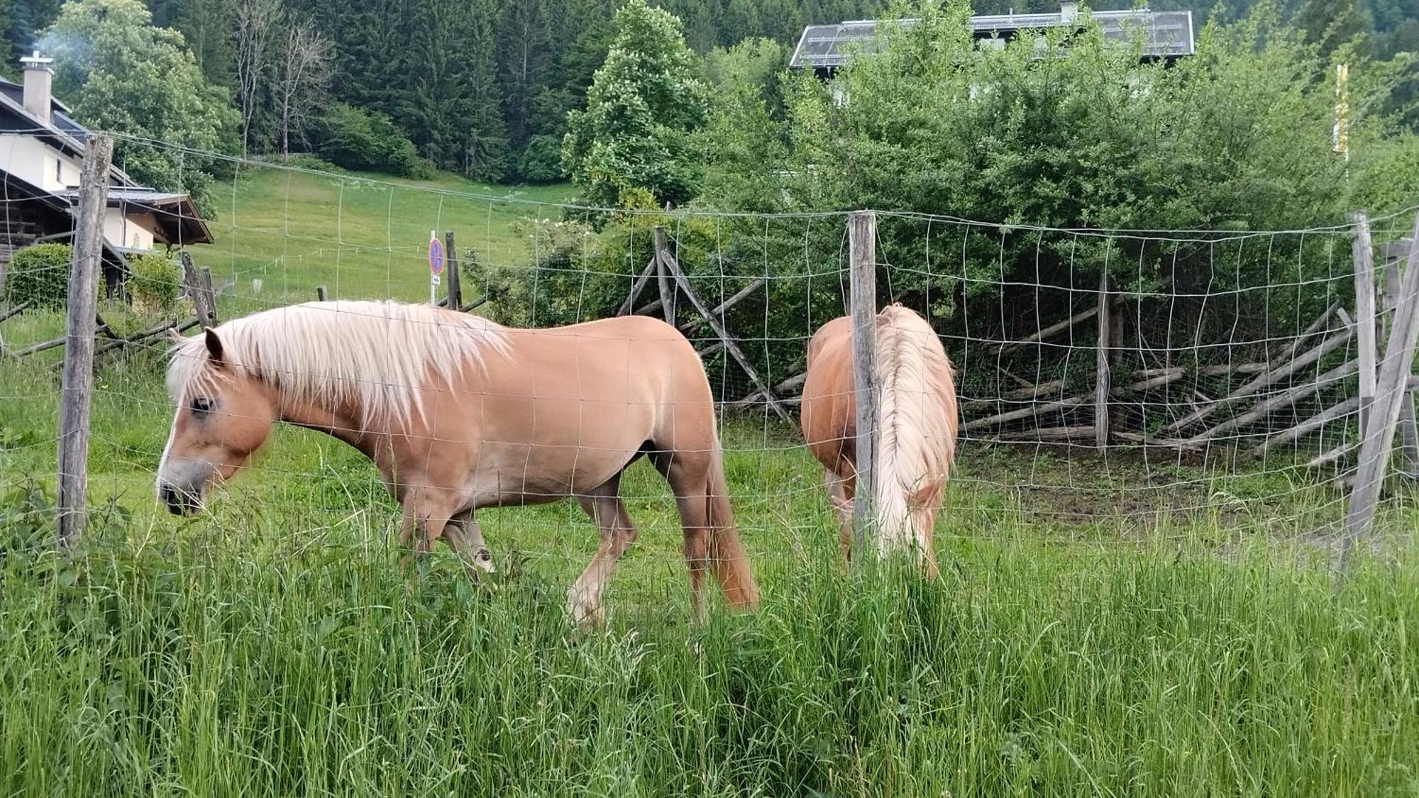 Appartamento Haus Birke Weissensee Esterno foto